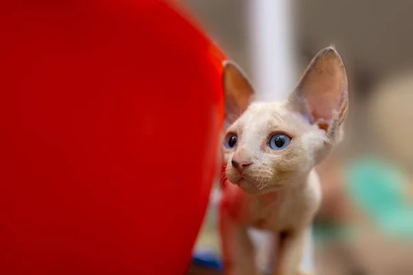 Cute Devon Rex Kitten Big Ears Blue Eyes Peeking Out — Zdjęcie stockowe