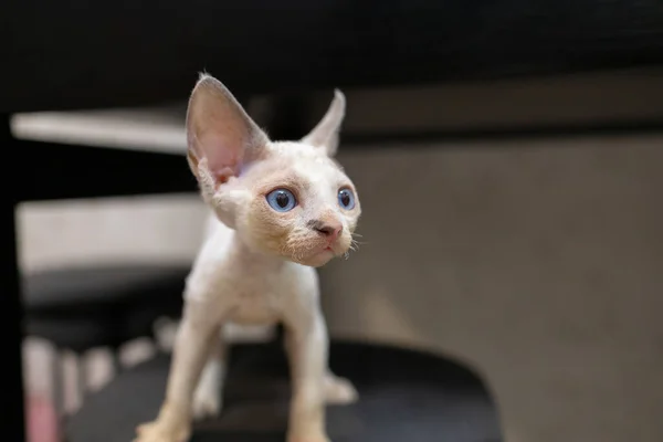 White Devon Rex Kitten Looks Side Pricked — Foto Stock