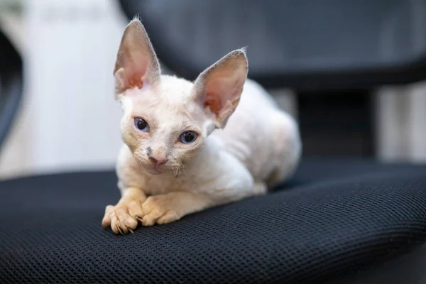 Cute Devon Rex Kitten Sits Chair Rests —  Fotos de Stock