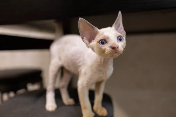 Cool Breed Devon Rex Looks Side Blue Eyed — Stock Photo, Image