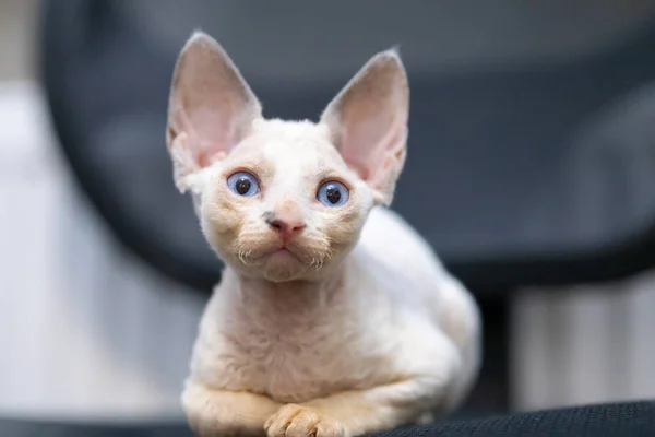 Little White Kitten Devon Rex Sits Chair Looks Ahead Big — 图库照片