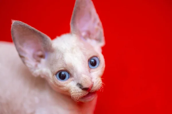 Small White Devon Rex Kitten Blue Eyes Looks Camera Red — Stock Fotó