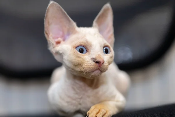 Little Cute Devon Rex Kitten Looking Side — Stockfoto