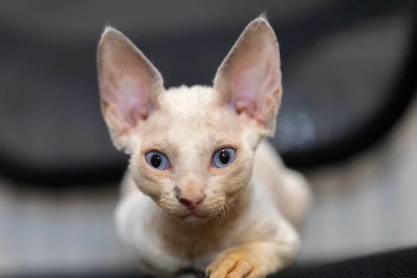 Kitten Pricked While Sitting Chair Stares Ahead — Stock Photo, Image