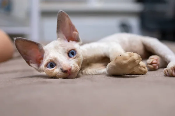 Small Shorthaired Kitten Devon Rex Lies Couch — Stock Fotó