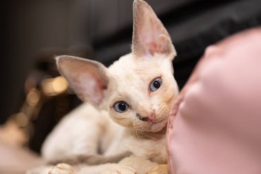 a small domestic cat of white color lies on the sofa and looks out