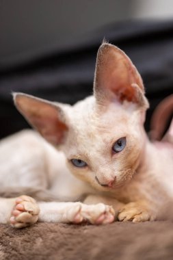 a little cunning kitten lies on the sofa and looks