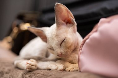 white cat lying on the couch squints and pretends to be asleep