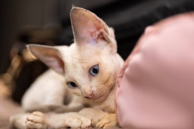 a small kitten lying on the couch carefully watching what is happening
