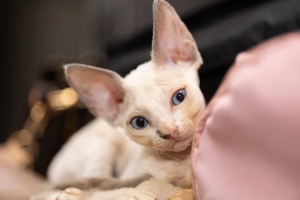 Small Domestic Cat White Color Lies Sofa Looks Out — Stock Fotó