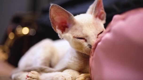 Cute Sleepy Devon Rex Kitten Lies Couch — Vídeos de Stock