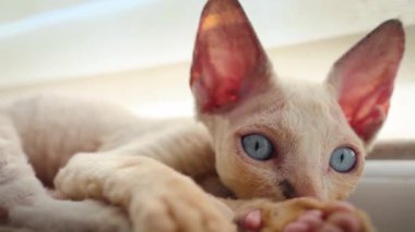 a cute little white kitten that lies on the windowsill woke up and looks around
