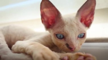 cute little kitten with huge ears and blue eyes woke up and looks