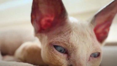 close-up blue eyes of a funny devon rex kitten