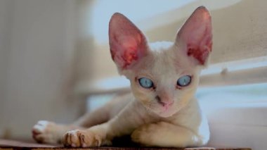 funny little kitten who sits on the windowsill cheerfully purrs