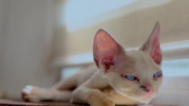 a small funny white kitten looks attentively and sniffs