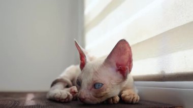 a little kitten put her head on the windowsill trying to fall asleep under the rays of the sun