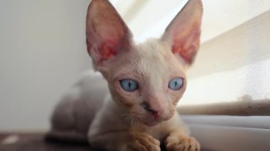 a small kitten of the Devon Rex breed and sits on the windowsill and carefully observes