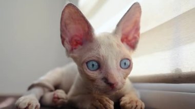 beautiful little cat sits on the windowsill and looks with big blue eyes