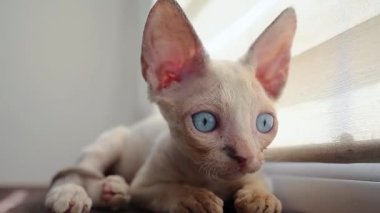 a white kitten with big blue eyes lurks on the windowsill and watches