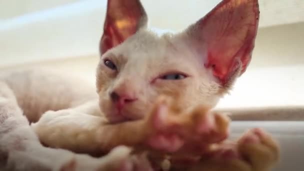 Funny Kitten Which Lies Windowsill Touches Itself Its Paws Muzzle — Stock videók