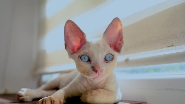 Funny Devon Rex Kitten Smart Eyes Trying Sleep Sitting Windowsill — Vídeo de Stock