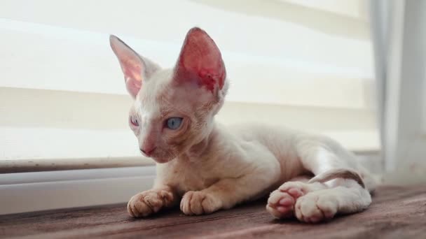 Small Funny Devon Rex Kitten Lies Windowsill Purrs Basking Rays — Stock video