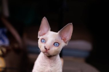 funny white kitten looks with amazing eyes