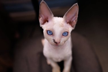 cute white kitty sits on a chair with big blue eyes and huge ears