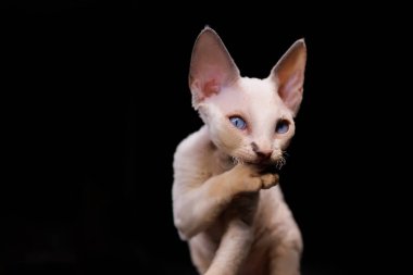 purebred Devon Rex kitten on a black background licks its paw