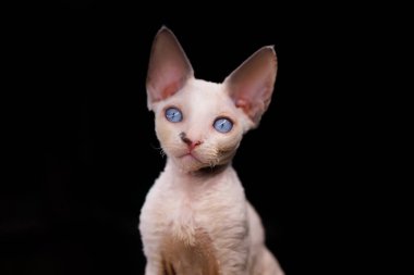 portrait of a small white kitten of the Devon Rex breed on a black background with big blue eyes