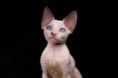 portrait of a purebred Devon Rex kitten A on a black background