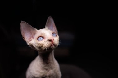 portrait of a white kitten on a black background