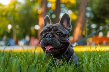 thoroughbred bulldog lurks in the grass and watches what is happening