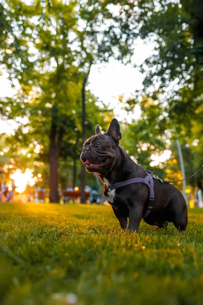 a dog in the background of the park And the rays of the sun that illuminate him from behind prepared to run