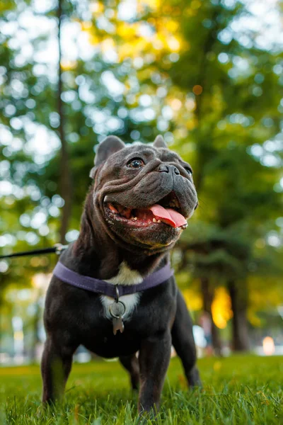 french bulldog black color in the park at sunset