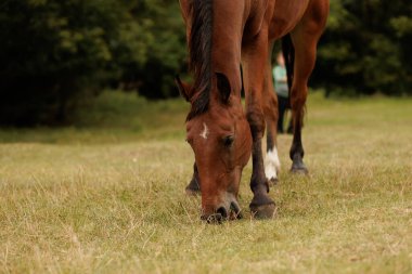 Ağızlığı eğilmiş ve sonbaharda parkta otları kemiren bir atın yakın çekimi.
