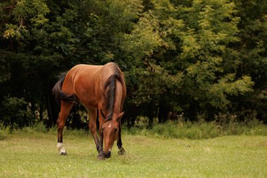 Bir at sonbahar otlaklarında yürür ve ot yer.