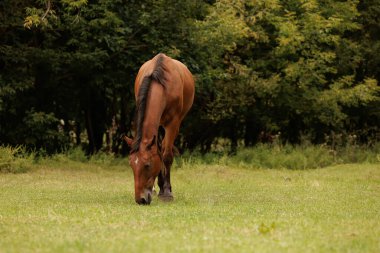 Sonbaharda çimenlikte at sonbahar parkında otlar.