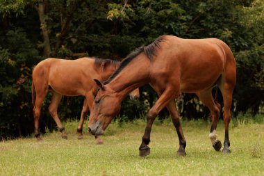 Sonbahar parkında iki at buraya kaçıyor.