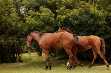 Güzel atlar sonbahar çayırlarında otlar.