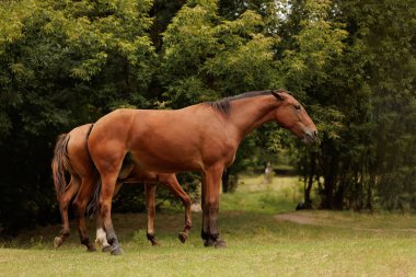Güzel atlar sonbahar çayırlarında otlar.