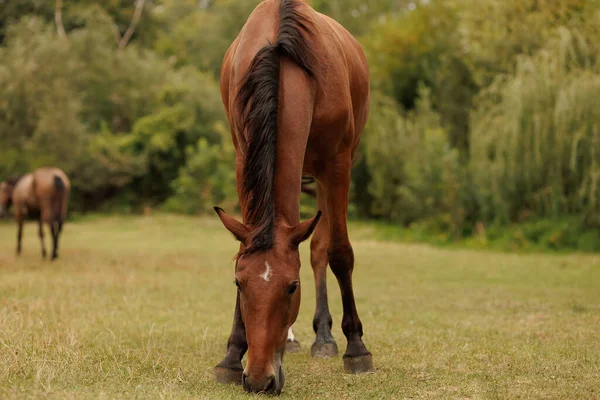 the horse bowed its head down and nibbling grass in the meadow in autumn