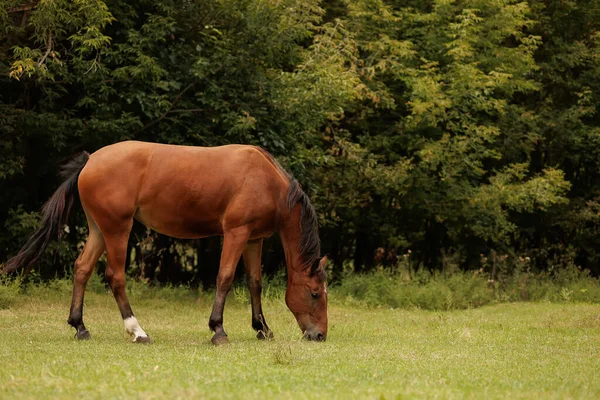 Bir at sonbahar otlaklarında yürür ve ot yer.