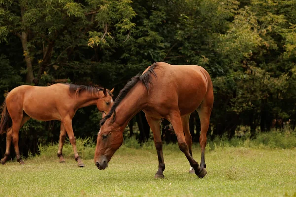 Hier Laufen Zwei Pferde Herbstpark Die Ecke Davon — Stockfoto