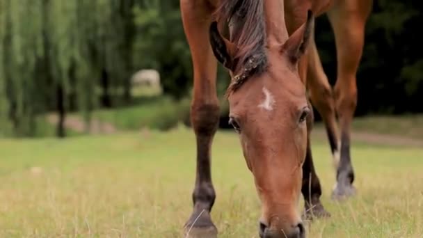 Kaganiec Konia Który Jesienią Skubie Trawę Trawniku — Wideo stockowe