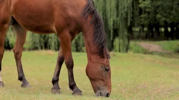 Koń Chodzi Trawniku Jesienią Skubie Trawę — Wideo stockowe