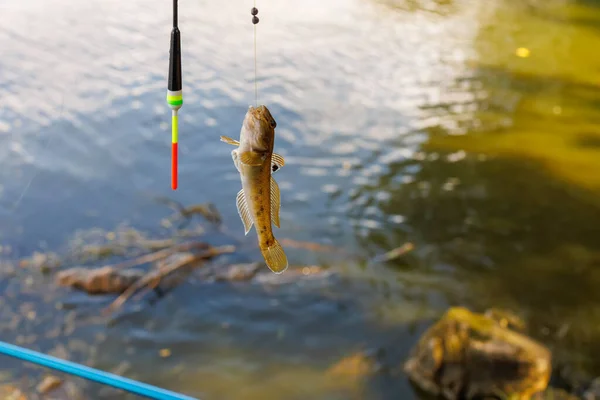 一条小鱼在河床附近的一个钩子上的特写 — 图库照片