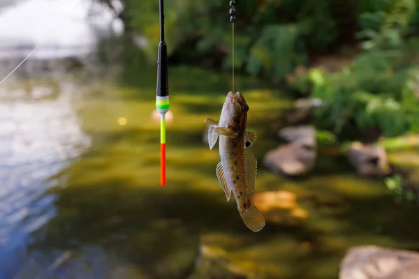 Primer Plano Pequeño Pez Gancho Cerca Carroza Fondo Del Río — Foto de Stock