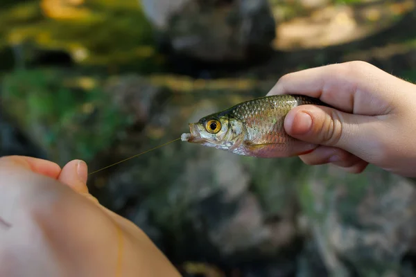 Close Hands Boy Fish Wants Take Hook — Stock Photo, Image